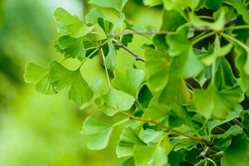 Ginkgo ( lat. Ginkgo ) is a genus of deciduous gymnosperms relict plants of the Ginkgo class. Ginkgo is a medicinal plant used in medicine