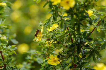 Bee on flower of Dasiphora fruticosa. Dazifora bush, or kurilian tea , Potentilla fruticosa , cinquefoil shrub - obrazy, fototapety, plakaty