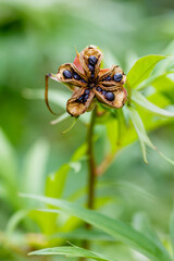Peony seeds. Seeds of wild peony (Lat. Paeonia mlokosewitschii). Growing peonies from seeds