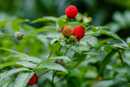 One berry of Rubus rosifolius close up in natural background