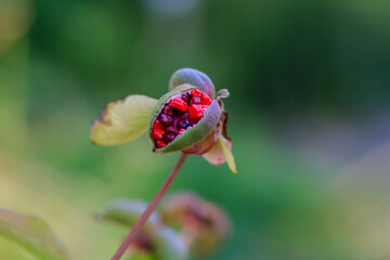 Seeds of wild peony (Lat. Paeonia mlokosewitschii). Growing peonies from seeds