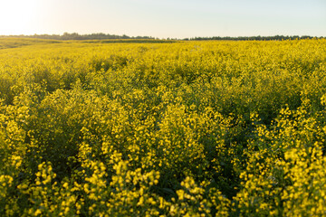 Yellow blooming rapeseed field against the blue sky with clouds. Sunny day.