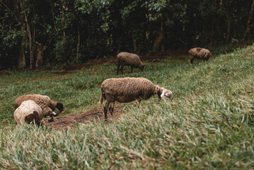 Obraz premium Sheep with wool eating grass in the field