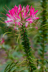Flowers of cleoma in raindrops in the garden. Cleomenes ( lat. Cleome ) close up