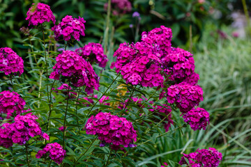  Purpure flowers paniculate phlox in summer garden