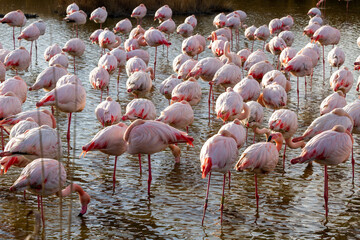 Flamingos in the natural park of Pont de Gau (Camargue, South of France)
