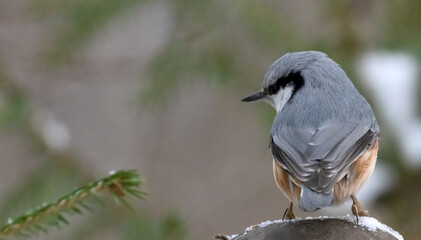 small nutcracker on green fir branches background
