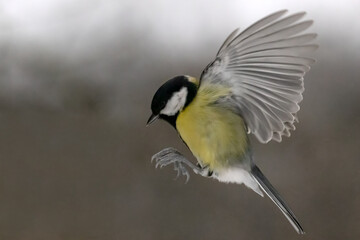 yellow great tit in flight on grey
