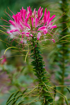 Flowers of cleoma in raindrops in the garden. Cleomenes ( lat. Cleome ) close up