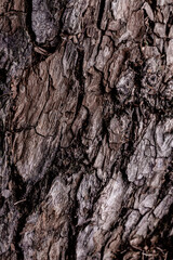 Natural textures. Background with natural elements, plants and leaves