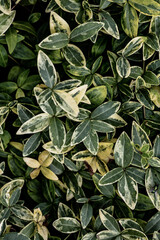 Fototapeta premium Natural textures. Background with natural elements, plants and leaves