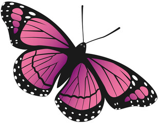 Beautiful butterfly vector illustration different kinds