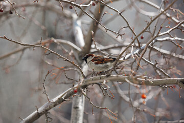 sparrow bird sitting on a branch in spring