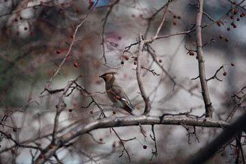 waxwing bird sitting on a branch