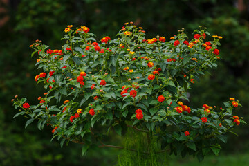 Summer bright background with flower of Lantana Camara. Natural background. Flower banner or background.