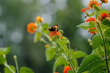 A beautiful butterfly on the orange flowers of lantana camara. Summer bright background with flower of Lantana Camara. Natural background. Flower banner or background.