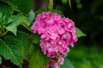 Hydrangea macrophilla bush close up in garden