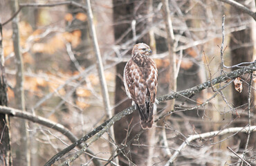 Wood-Hawk Perched in a Tree at the Edge of the Woods	