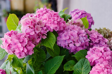Hydrangea macrophilla bush close up
