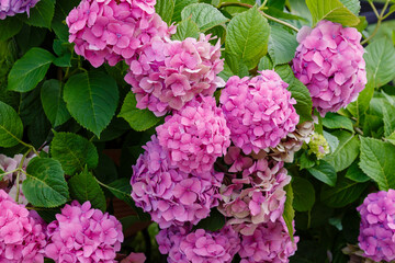 Hydrangea macrophilla bush close up