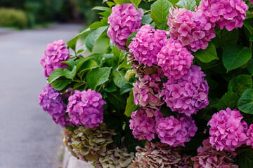 Hydrangea macrophilla bush close up