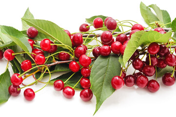 Cherries on a branch.