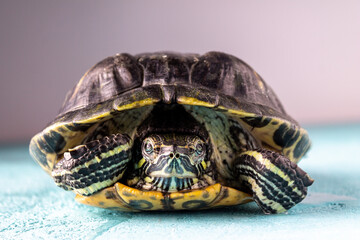 adult red-eared turtle looks straight ahead, close-up, selective focus