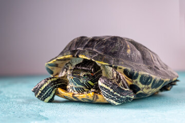 Obraz premium Great red-eared turtle, side view, selective focus