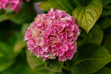 Pink flowers of Hydrangea macrophilla in garden