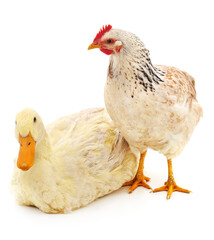White chicken and duck.