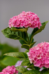 Pink flowers of Hydrangea macrophilla in garden