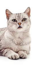 Obraz premium Beautiful cute cat.