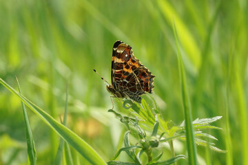 Closeup on the map  buterfly, Araschnia levana, sitting with closed wings in the grass