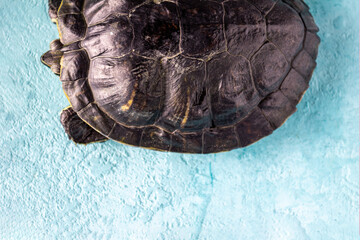 Great red-eared tortoise, top view, selective focus