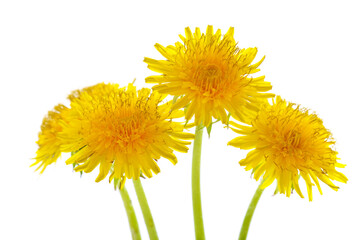 Bunch of yellow dandelions.