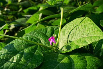 The first pink flower appeared on the beans in the garden