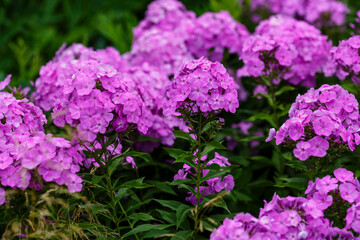 Obraz premium Phlox paniculata ( lat. Phlox paniculata ) - a perennial herbaceous plant in garden