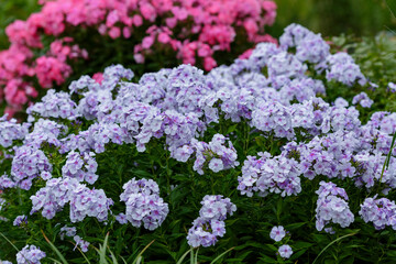 Phlox paniculata ( lat. Phlox paniculata ) - a perennial herbaceous plant in garden