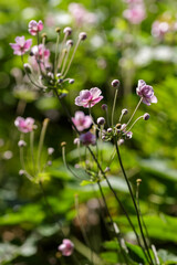 Anemone Hupehensis or Anemone hupeyskaya, or Hubei Anemone in bloom. Floral background.