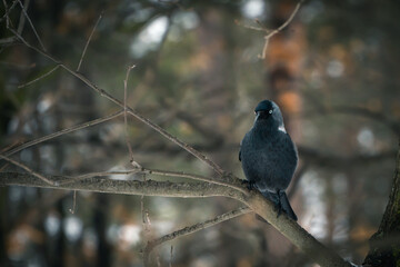 The little bird jackdaw sits on the branch and looks at the photographer. Beautiful nature in the wood. Animal eye close to the camera.
