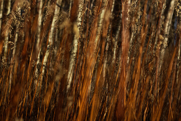 Forest golden background birch meadow wood tree bark nature brown forest rustic woods garden autumn...