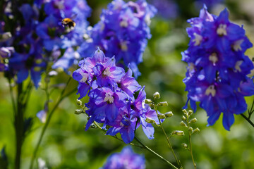 Bumblebee on blue flowers of Delphinium or larkspur in sunny day