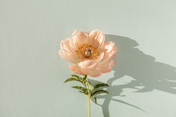Gentle peachy peony flower on neutral pastel aquamarine background. Minimal aesthetic still life...