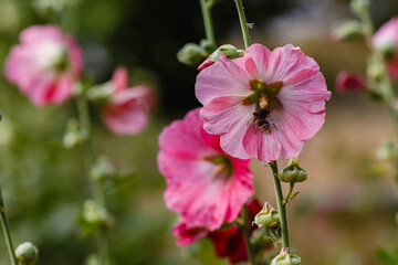 Fototapeta na wymiar Bumblebee on Malva. Pink flower of Malva close up