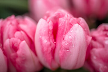 Fototapeta premium Opened pink tulip . Macro flower. natural flower background