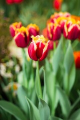 Red tulips with yellow border - fabio. Spring flowers