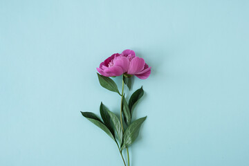 Fototapeta premium Closeup of pink peony flower on blue background. Elegant floral composition