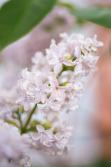 Lilac branch closeup.spring pastel background