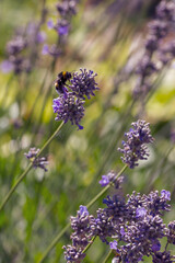 Lavander floral summer background. Bee on flowers of lavander. Lavender ( lat.  Lavandula ) is a genus of plants of the family Lamiaceae