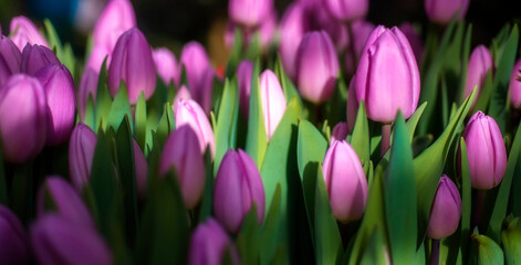 Glade of pink tulips.Spring flower background